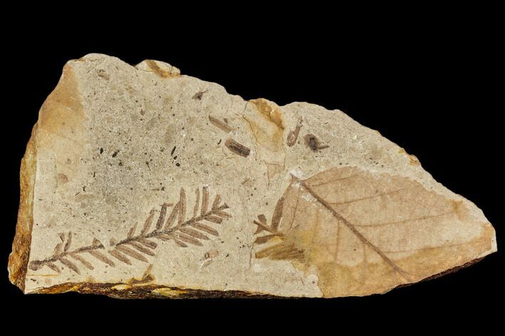 Fossil Metasequoia And Alder Plate- Cache Creek, BC #110913